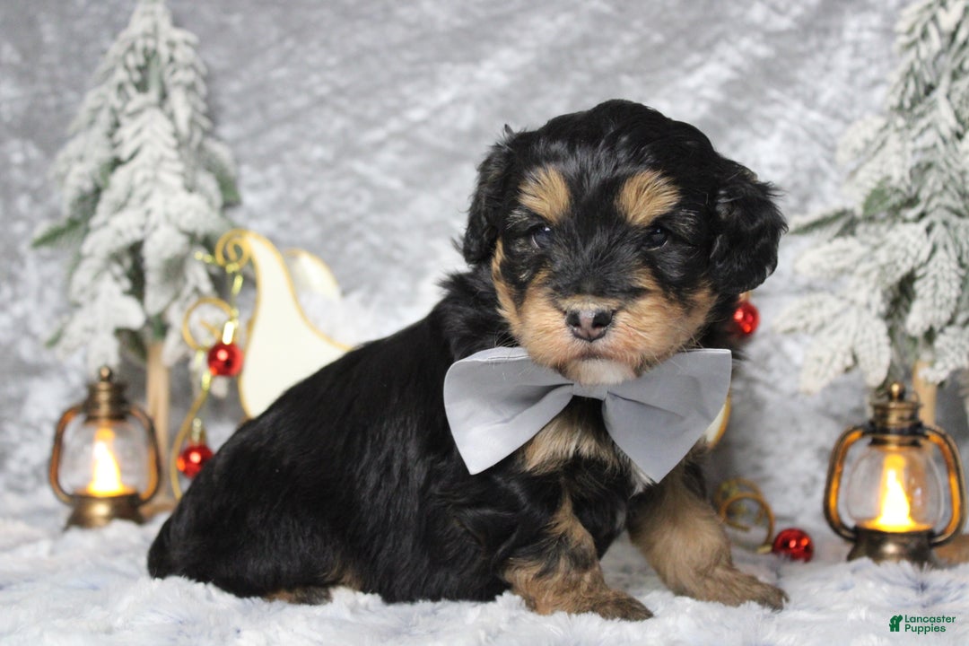 Aussiedoodle dogs for sale: Landon  - Ad 8