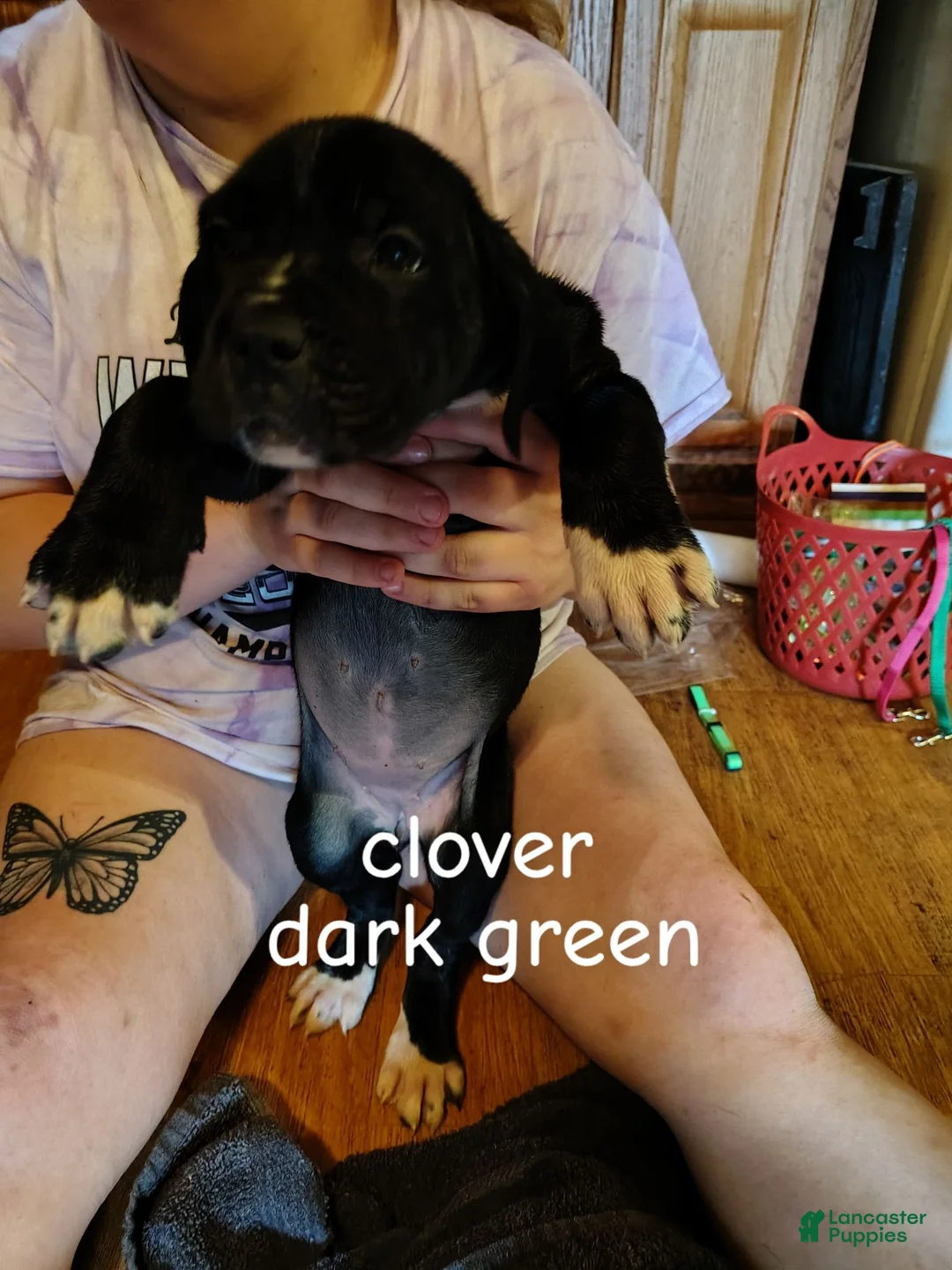 Cane Corso dogs for sale: Cane Corso 2 - Ad 1