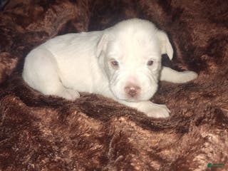 Sheepadoodle dogs Sheepadoodle Puppy 2 - Ad 3