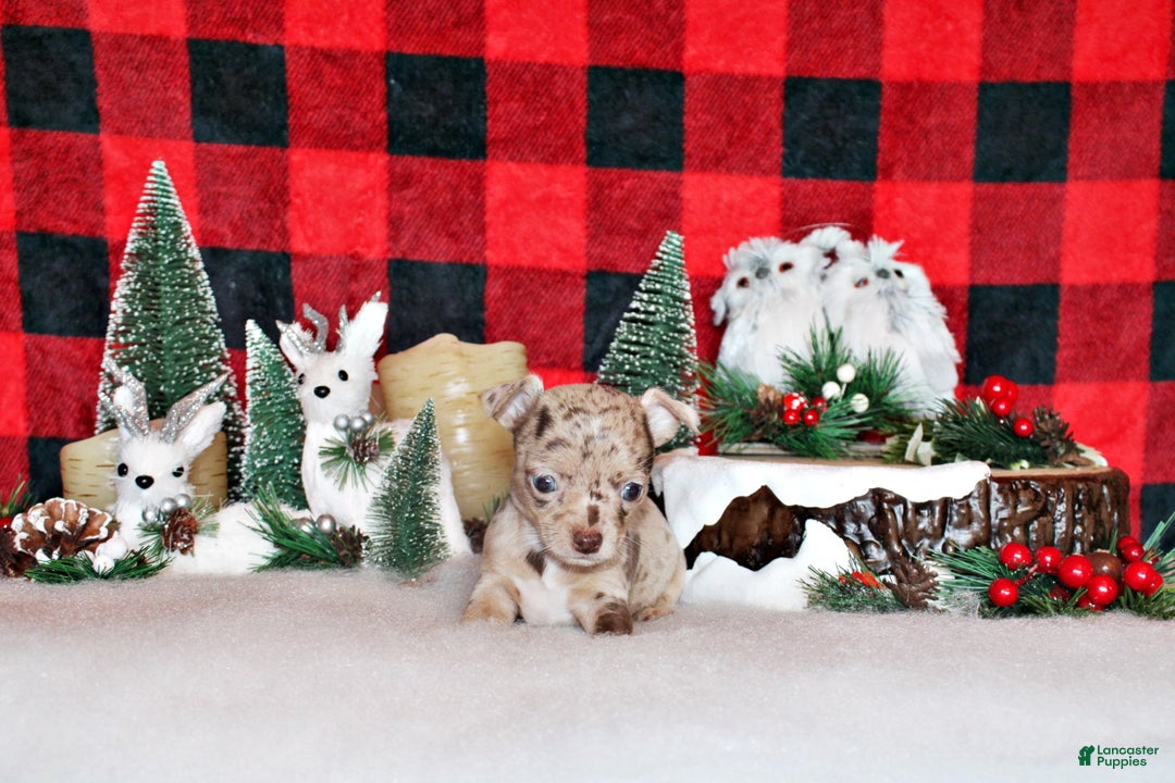 Chihuahua dogs for sale: Xanda - Ad 3