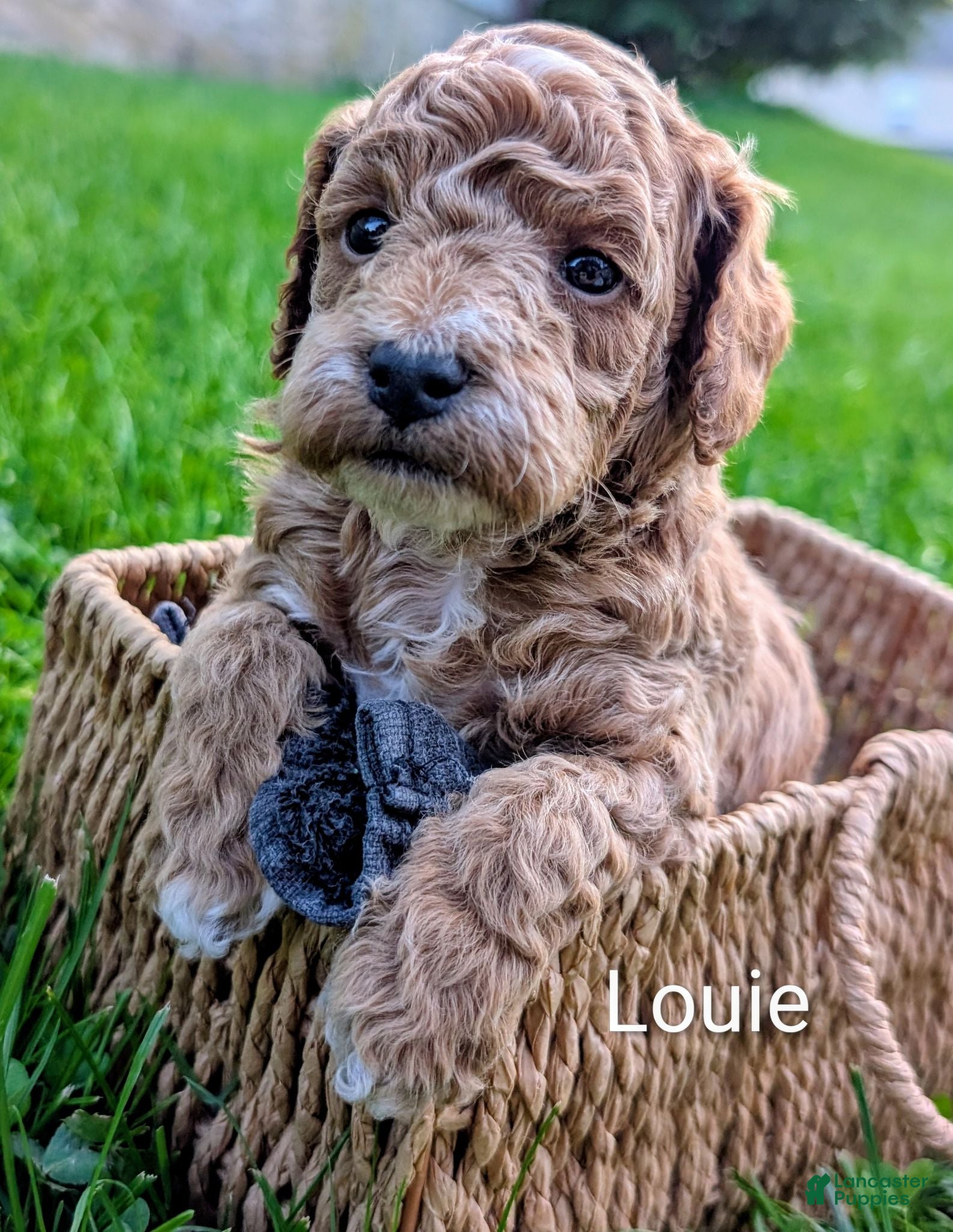 Mixed Breed dogs for sale: Louie - Ad 3