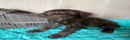 Labradoodle dogs for sale: Labradoodle 1 - Ad 3