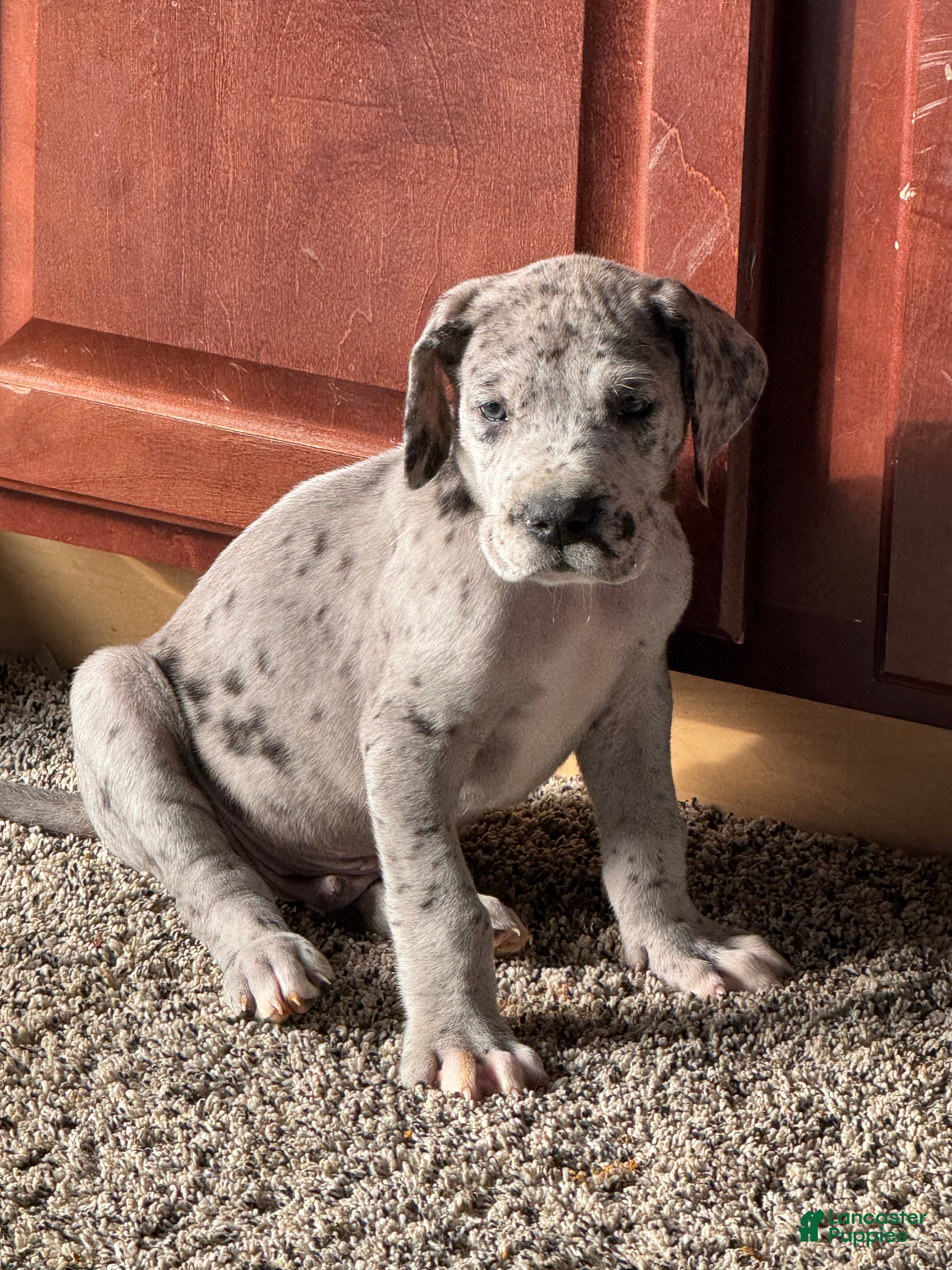Great Dane dogs Raj  - Ad 30