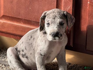 Great Dane dogs Raj - Ad 30