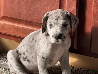 Great Dane dogs Raj - Ad 34