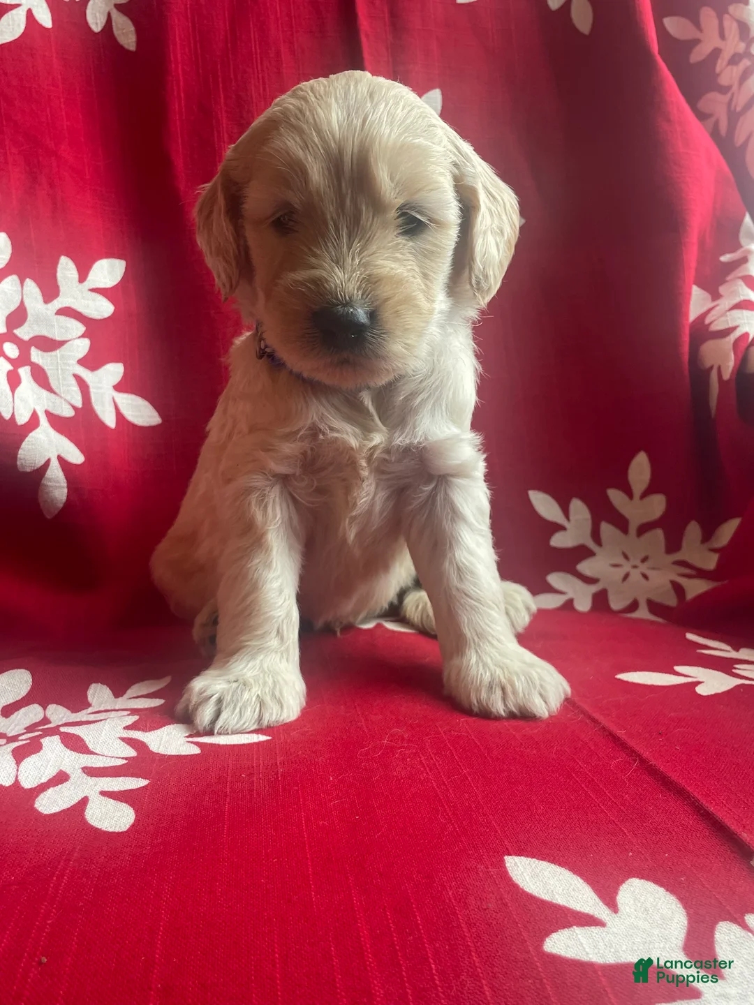 Goldendoodle dogs for sale: Goldendoodle Puppy 1 - Ad 16
