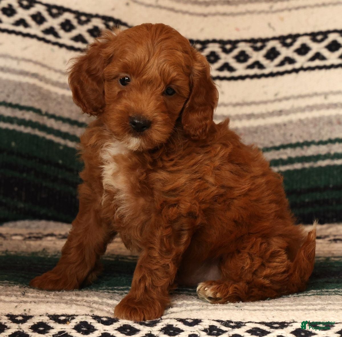 Mini Goldendoodle dogs Miles - Ad 1
