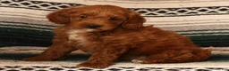 Mini Goldendoodle dogs for sale: Miles - Ad 1