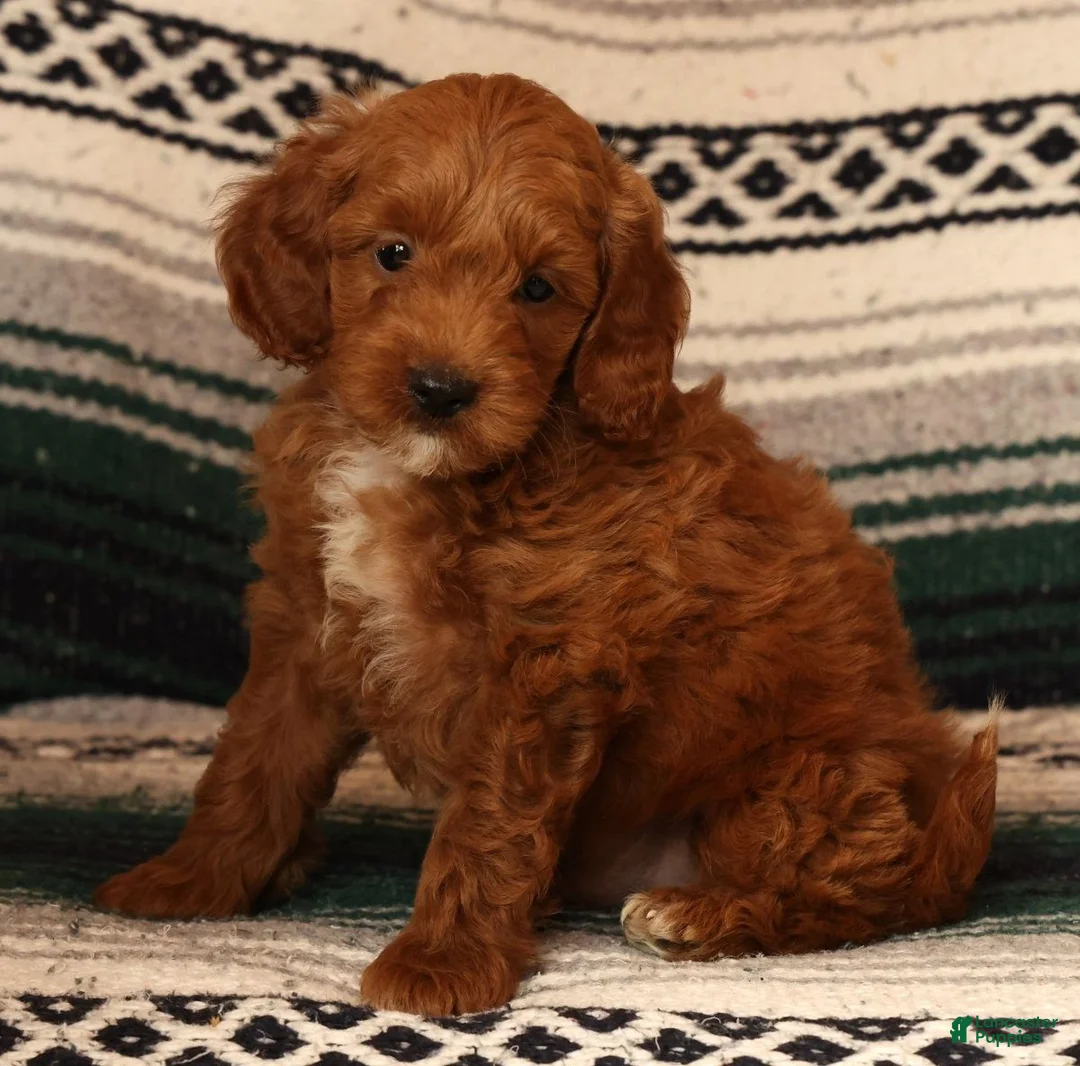 Mini Goldendoodle dogs for sale: Miles - Ad 1