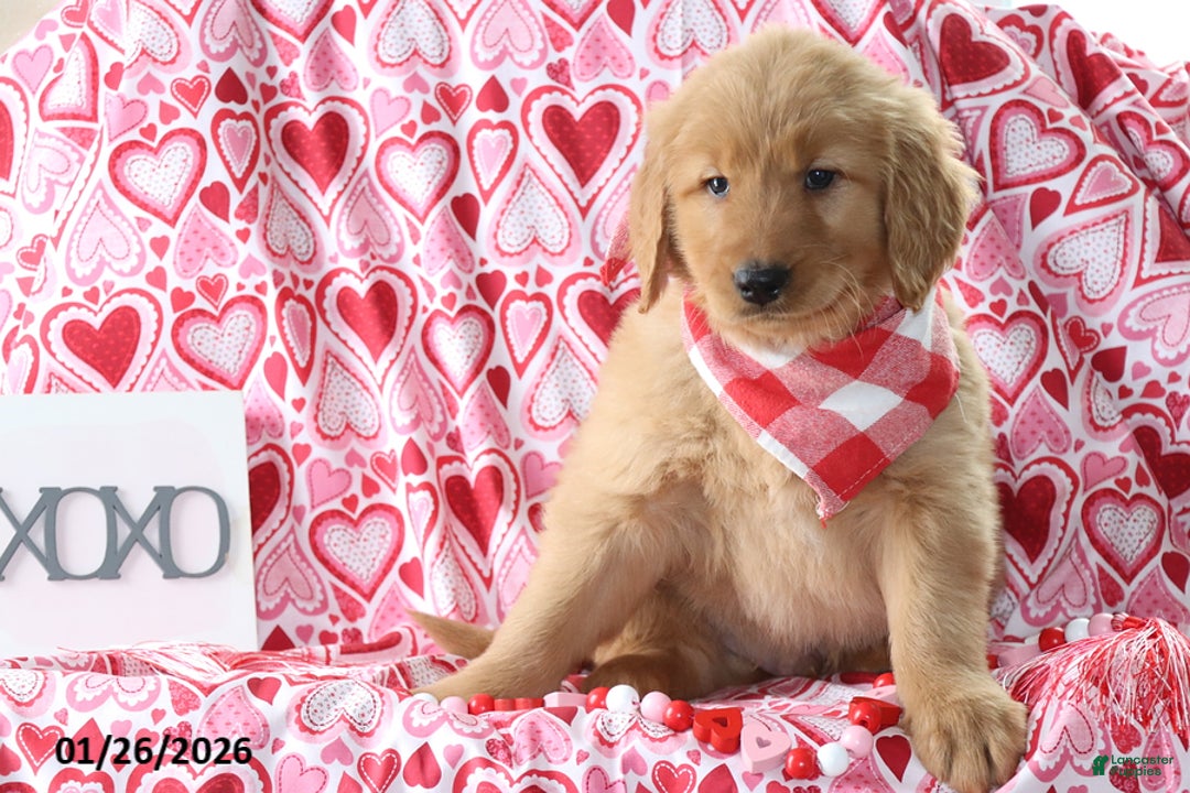 Golden Retriever dogs for sale: Remington - Ad 4