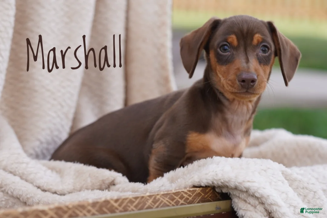 Miniature Dachshund dogs for sale: Miniature Dachshund Puppy 1 - Ad 1