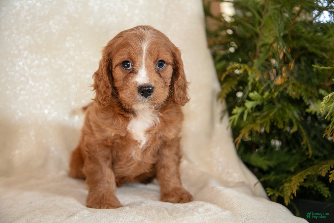 Cavapoo dogs for sale: Tucker - Ad 1