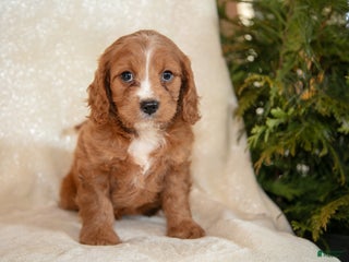 Cavapoo dogs Tucker - Ad 18