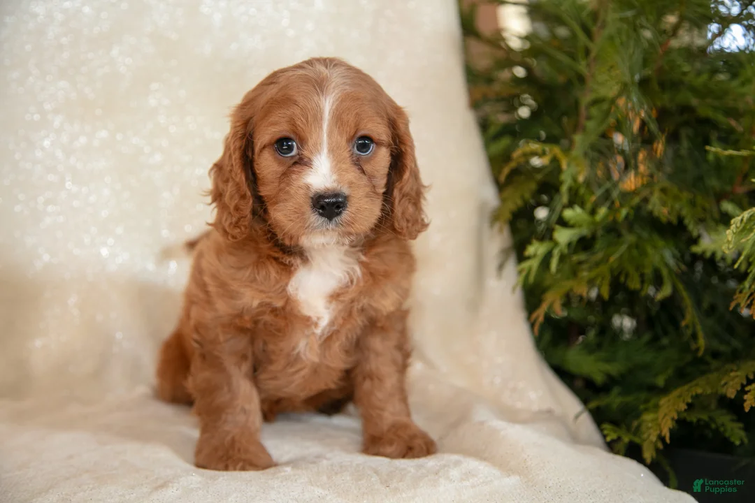 Cavapoo dogs for sale: Tucker - Ad 1