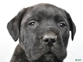 English Mastiff dogs Badger - Ad 4