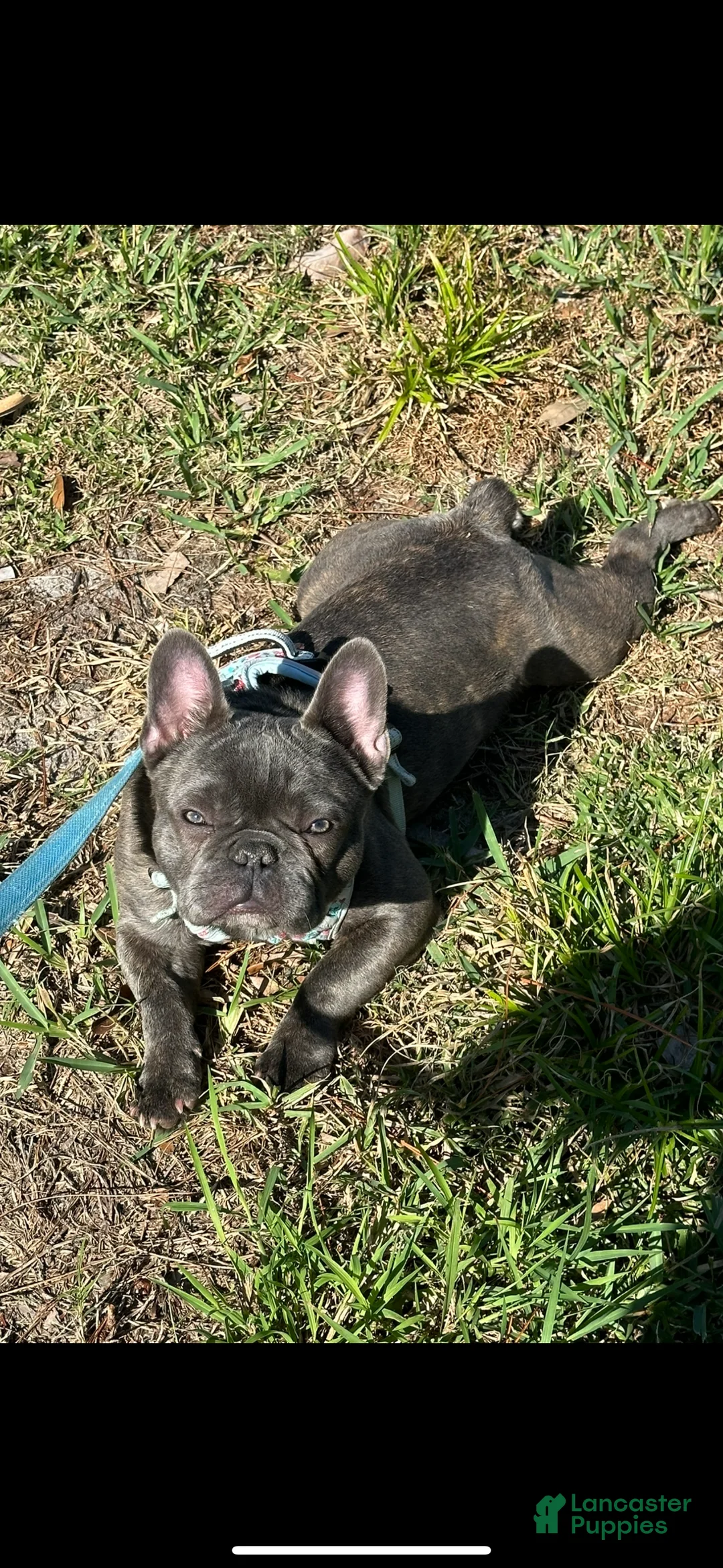 French Bulldog dogs for sale: Diesel - Ad 19