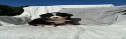 Mixed Breed dogs for sale: Mixed Breed 5 - Ad 5