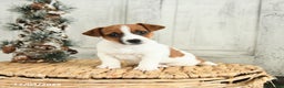 Jack Russell Terrier dogs for sale: Snowflake - Ad 2