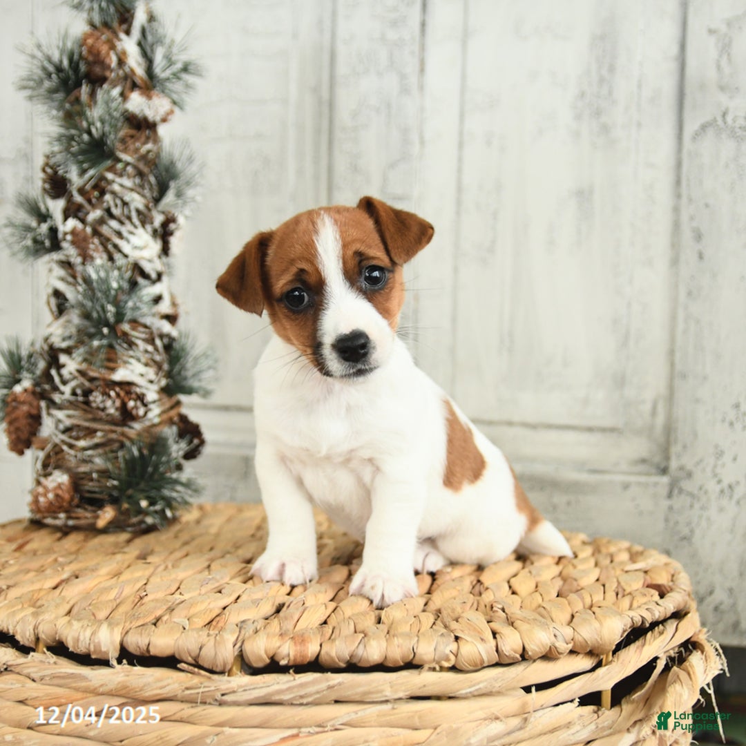 Jack Russell Terrier dogs for sale: Snowflake - Ad 2