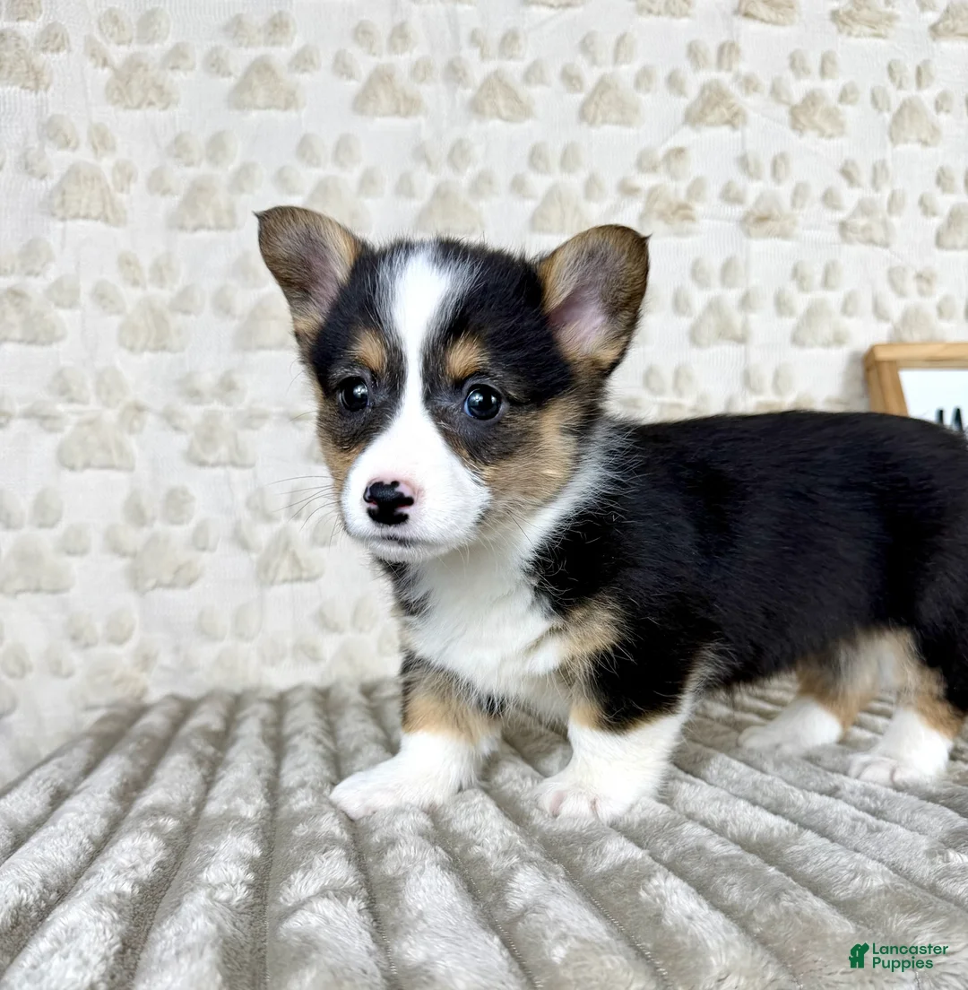 Welsh Corgi Pembroke dogs for sale: CKC Brinley - Ad 2