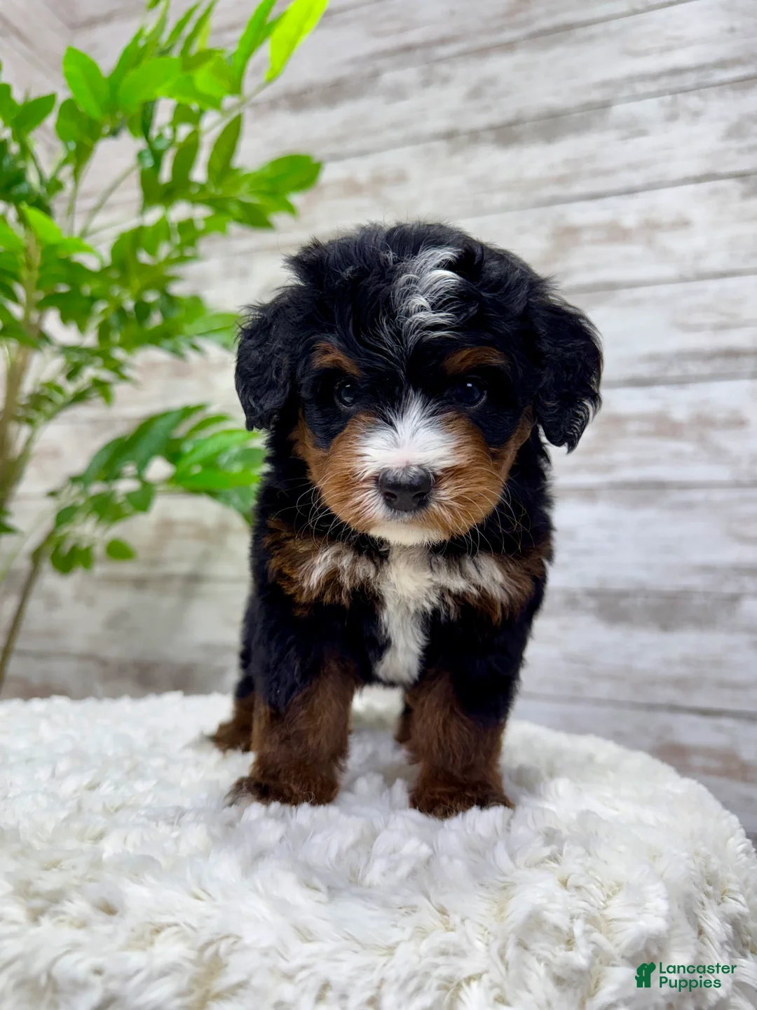 Mini Bernedoodle dogs for sale: 🐶 Bear - Ad 7