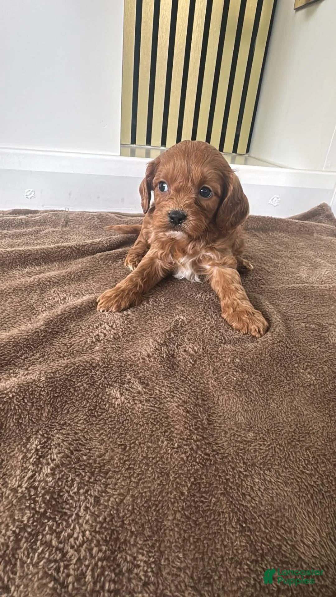 Cavapoo dogs for sale: Cavapoo 2 - Ad 1