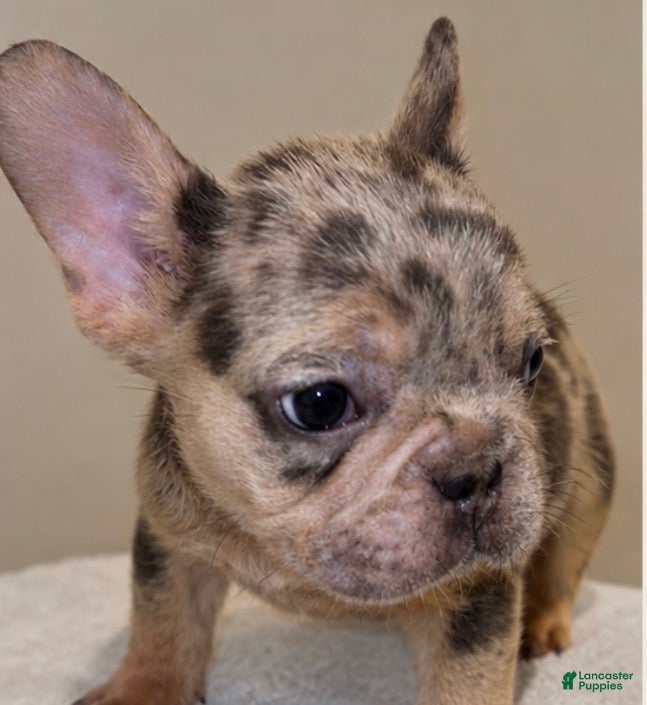 French Bulldog dogs Halo  - Ad 1