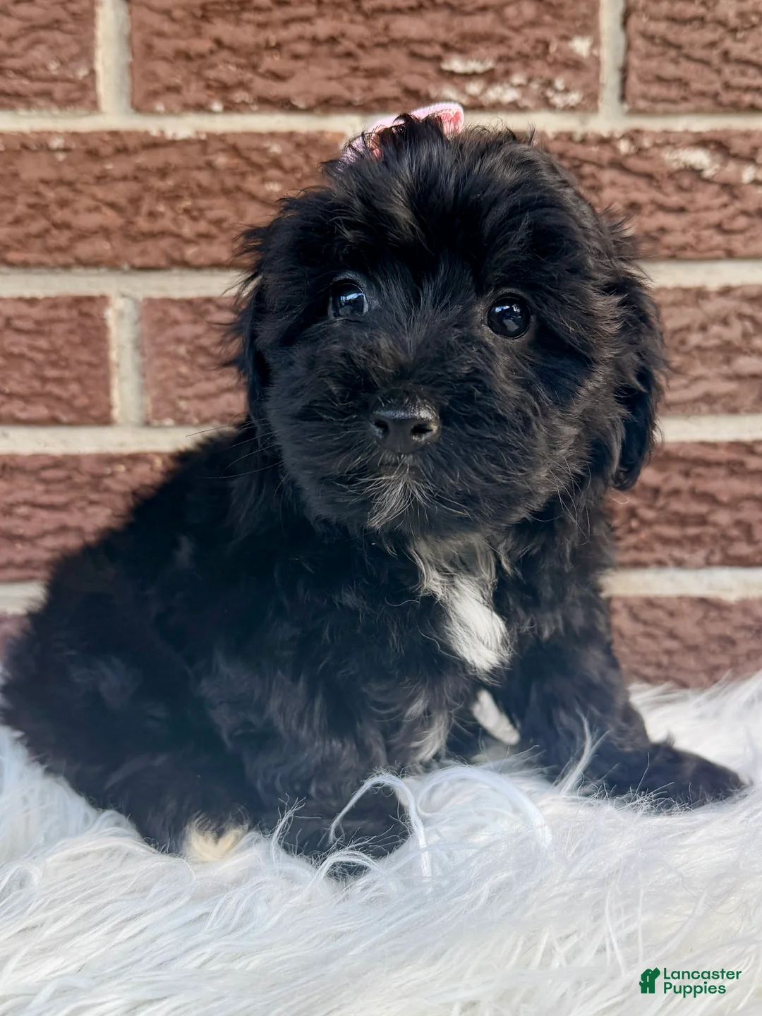 Yorkiepoo dogs for sale: Josie - Ad 2