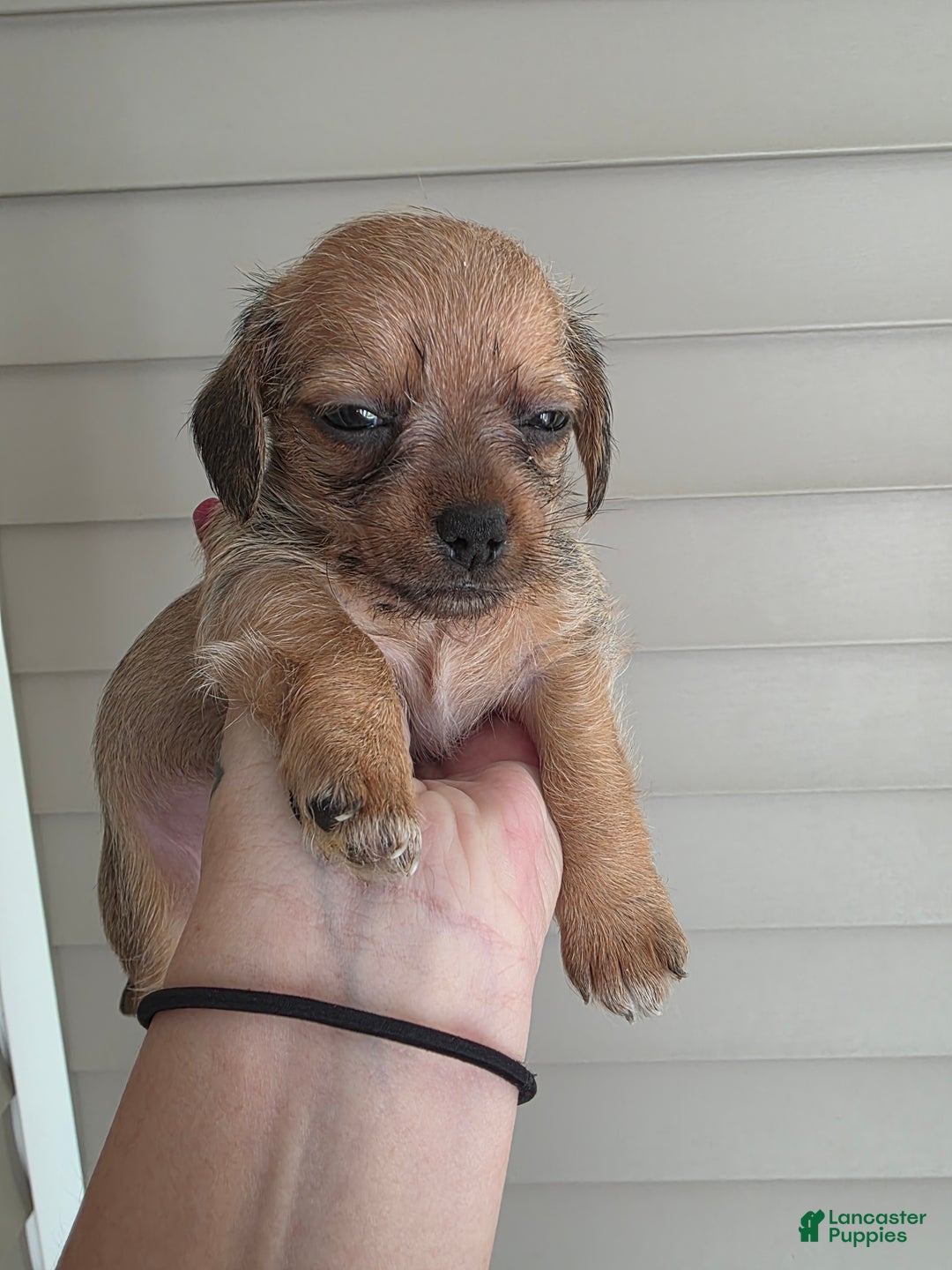 Mixed Breed dogs for sale: Pumpkin  - Ad 6