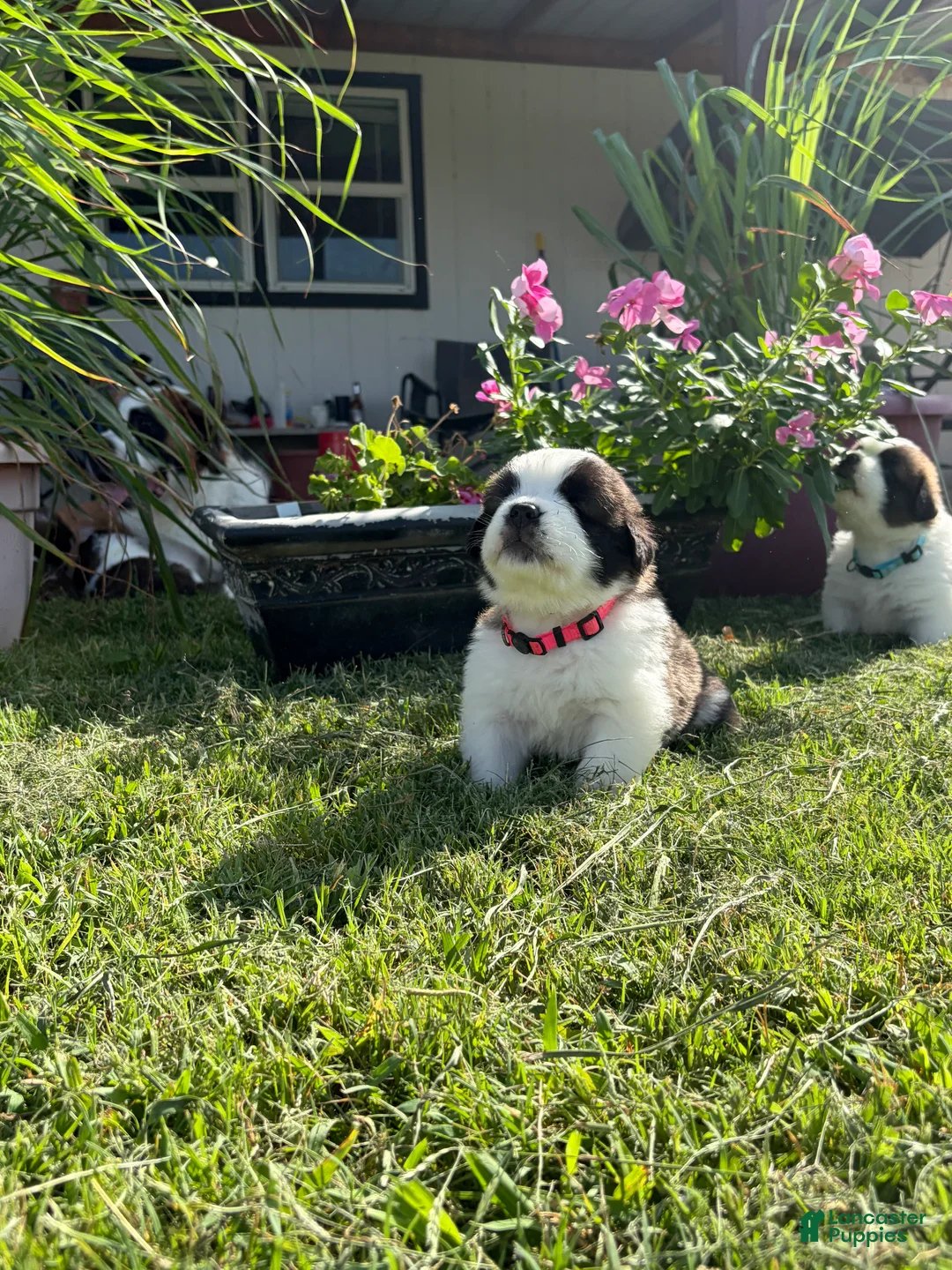 Saint Bernard dogs for sale: Akc Hot Pink - Ad 1