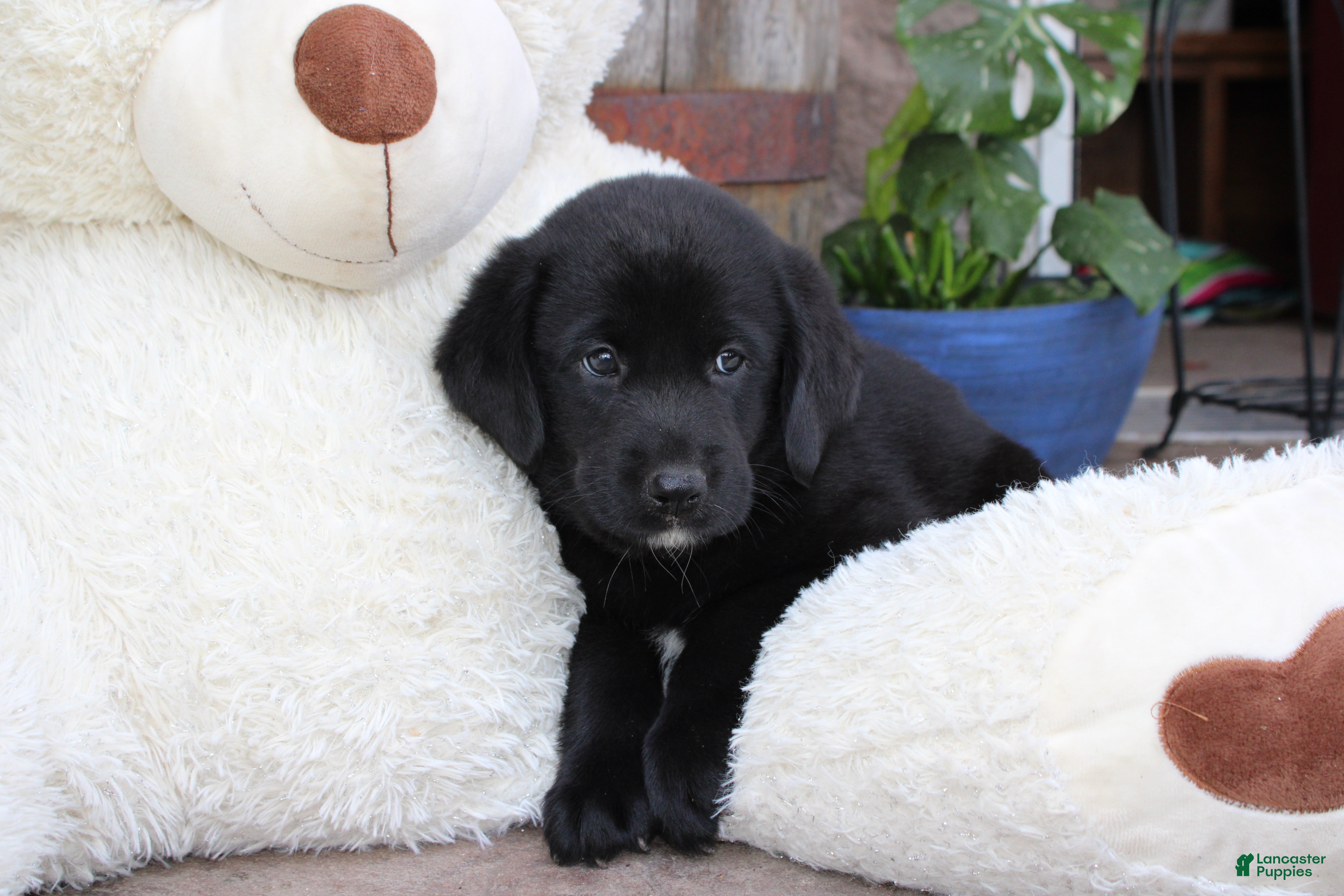Labrador Retriever dogs Alex - Ad 1