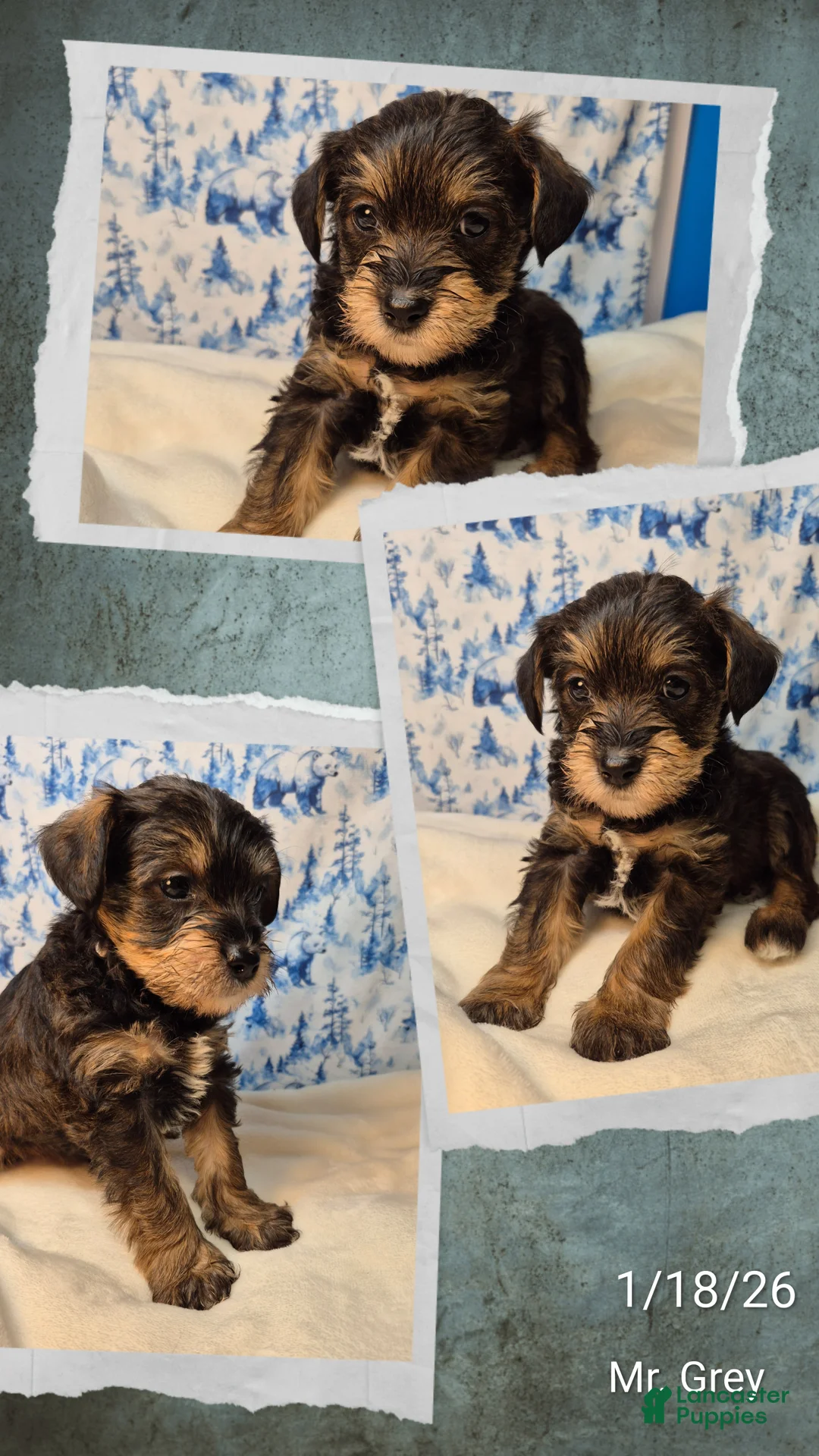 Mixed Breed dogs for sale: Mixed Breed Puppy 5 - Ad 2