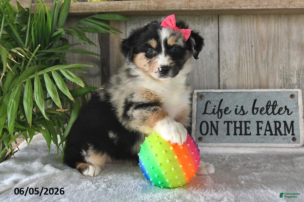 Australian Shepherd dogs Carly - Ad 2