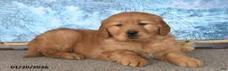 Golden Retriever dogs for sale: Checkers - Ad 2