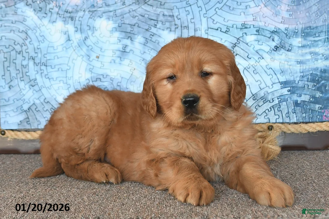 Golden Retriever dogs for sale: Checkers - Ad 2