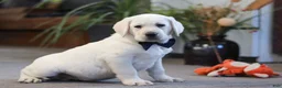 Labrador Retriever dogs for sale: Buster - Ad 3