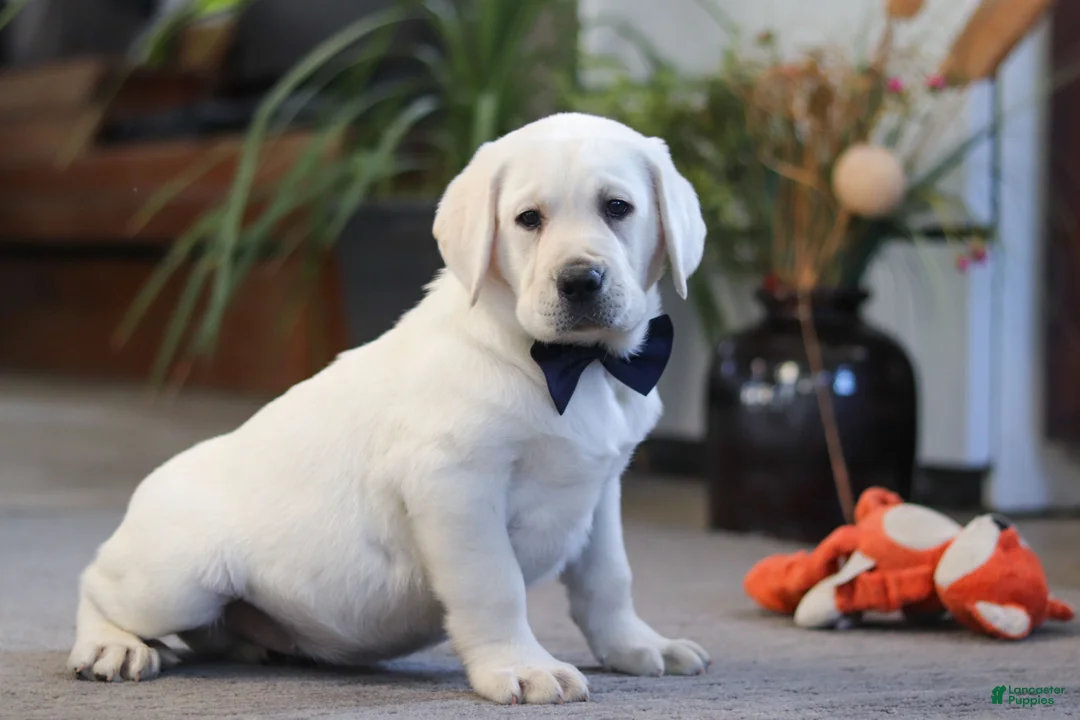 Labrador Retriever dogs for sale: Buster - Ad 3