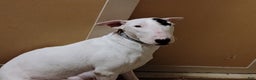 Bull Terrier dogs for sale: Bull Terrier Puppy 2(lil miss) - Ad 2