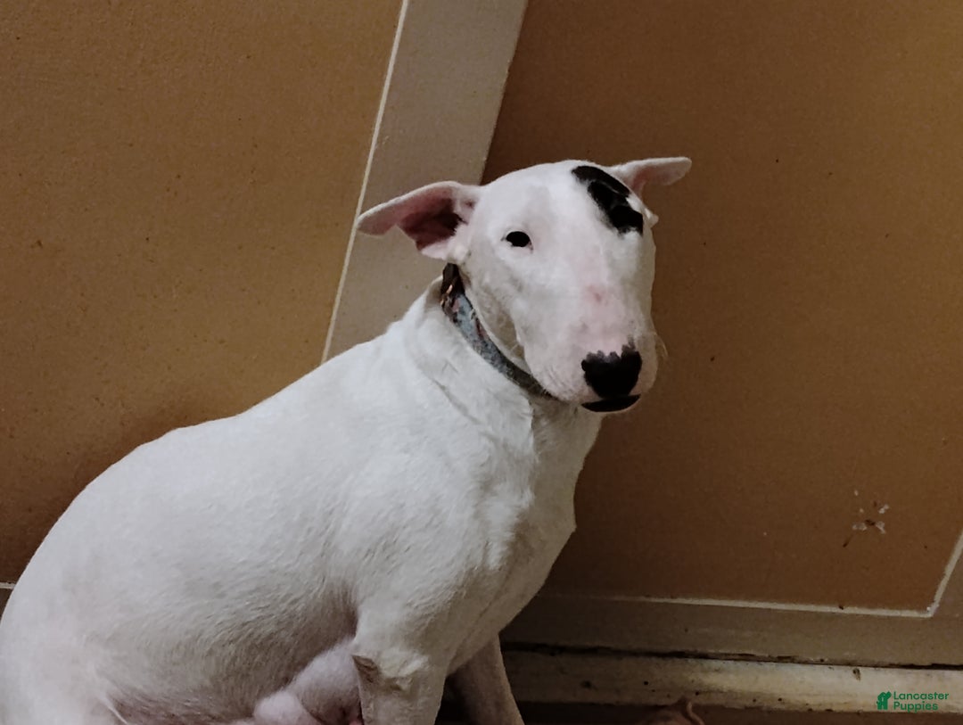 Bull Terrier dogs for sale: Bull Terrier Puppy 2(lil miss) - Ad 2