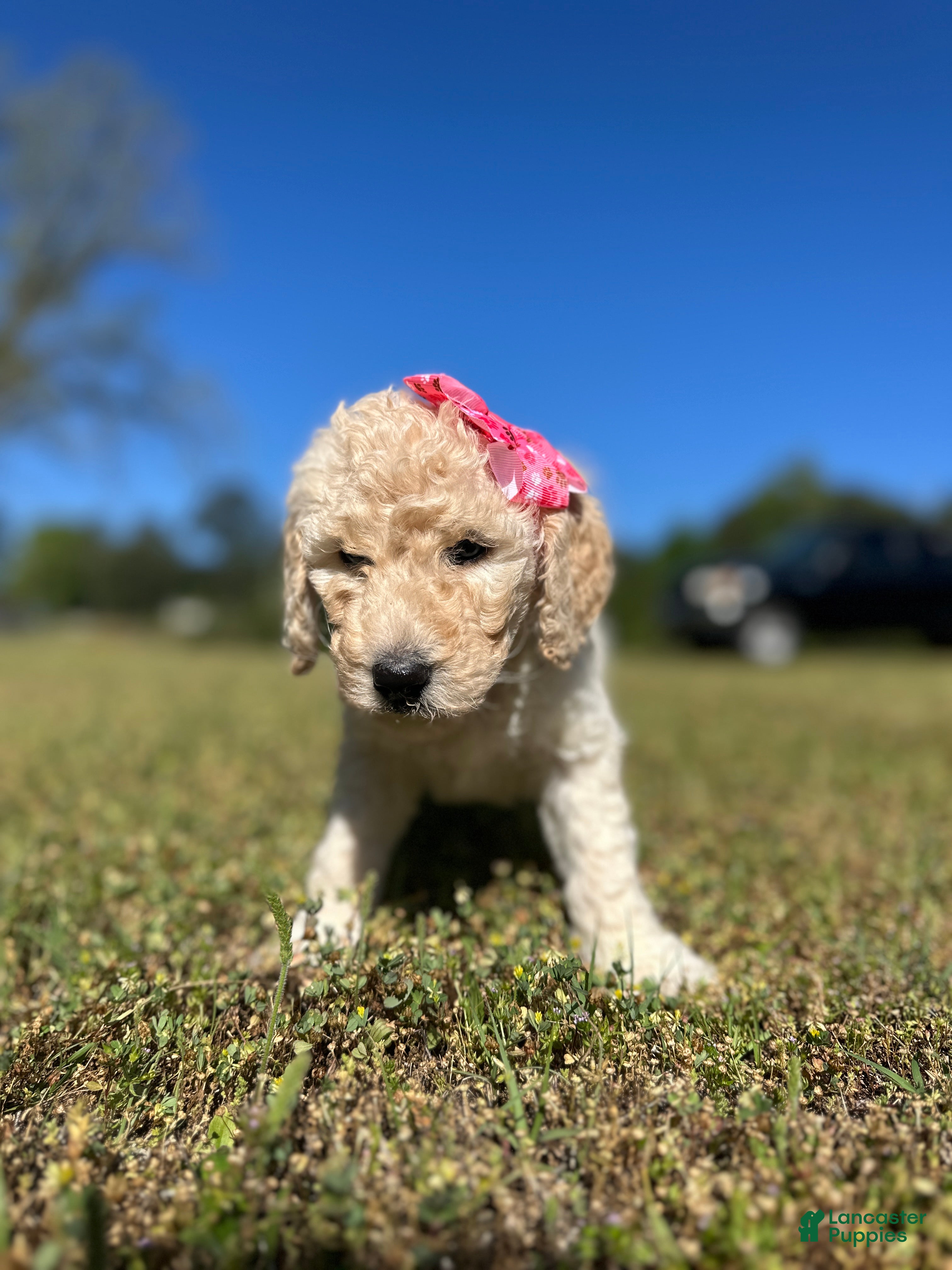 Goldendoodle dogs Goldendoodle Puppy 5 - Bella - Pink Collar - Ad 30