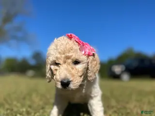 Goldendoodle dogs Goldendoodle Puppy 5 - Bella - Pink Collar - Ad 30