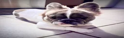 French Bulldog dogs for stud: Fluffy Frenchie - Ad 3