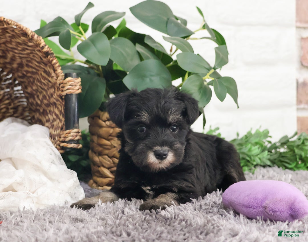 Miniature Schnauzer dogs for sale: Rita - Ad 4