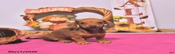 Dachshund dogs for sale: Mattie - Ad 2