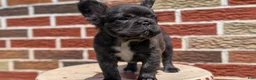 French Bulldog dogs for sale: Ezi - Ad 8