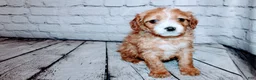 Cavalier King Charles Spaniel dogs for sale: Belle - Ad 5