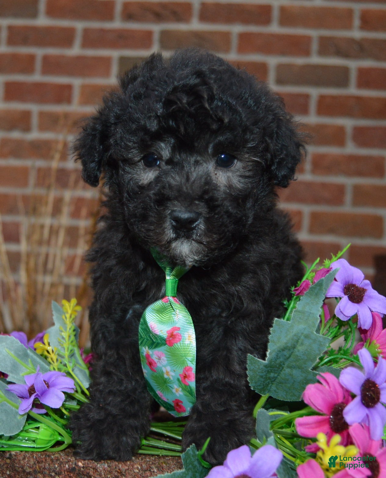 Miniature Poodle dogs for sale: Mini Paco - Ad 1