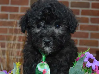 Miniature Poodle dogs for sale: Mini Paco - Ad 1