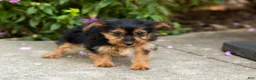 Yorkshire Terrier dogs for sale: Muriel  - Ad 3