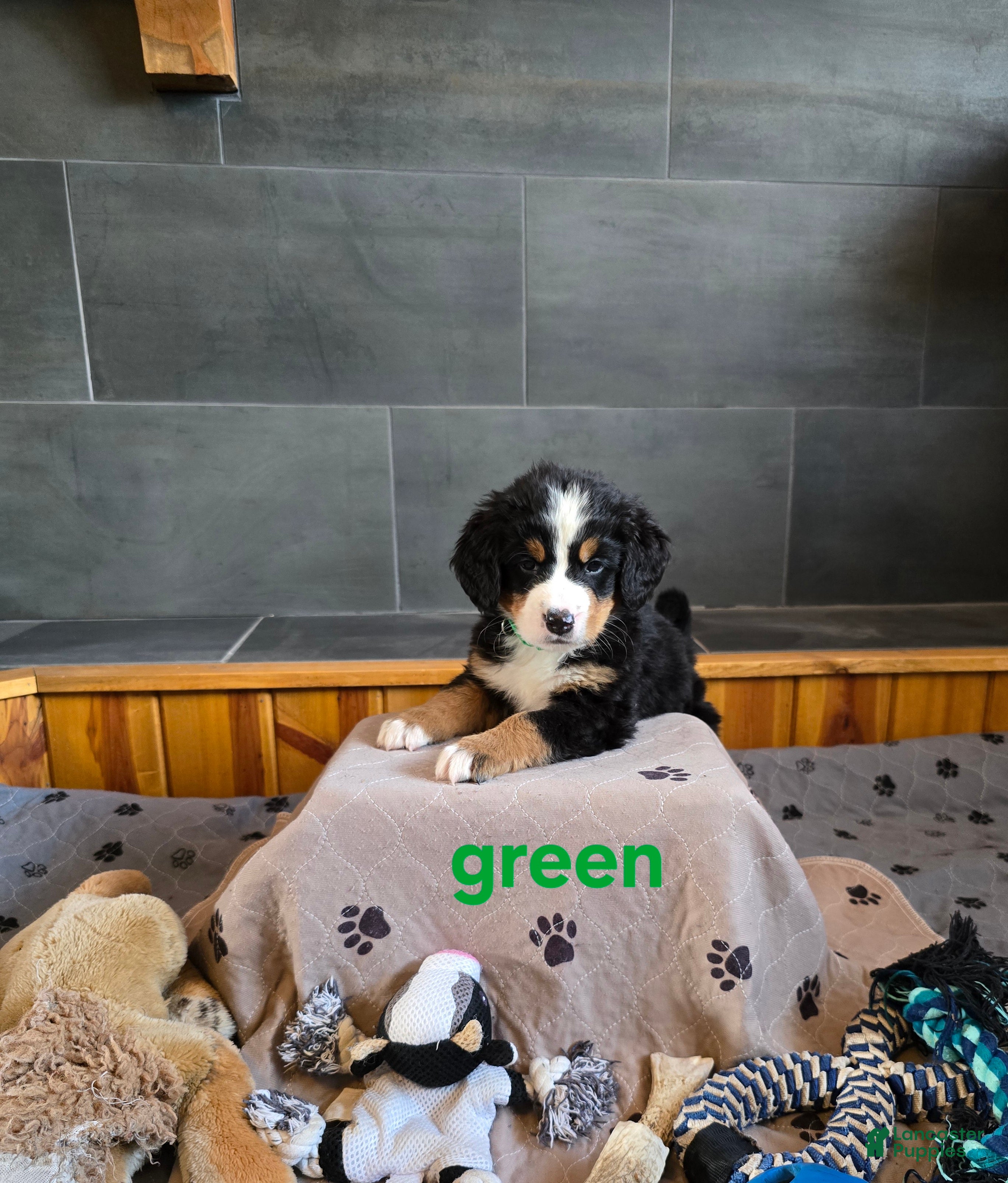 Bernese Mountain Dog dogs Green - Ad 2